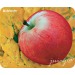 Коврик DEFENDER пластиковый Juicy sticker (ассорти-4 вида) 220х180х0.4 мм. (1/20/400)#67588