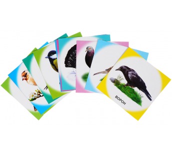 Карточки обучающие Птицы зимующие 0+, шт#222839